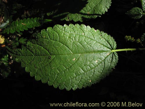 Image of Urtica magellanica (Ortiga). Click to enlarge parts of image.